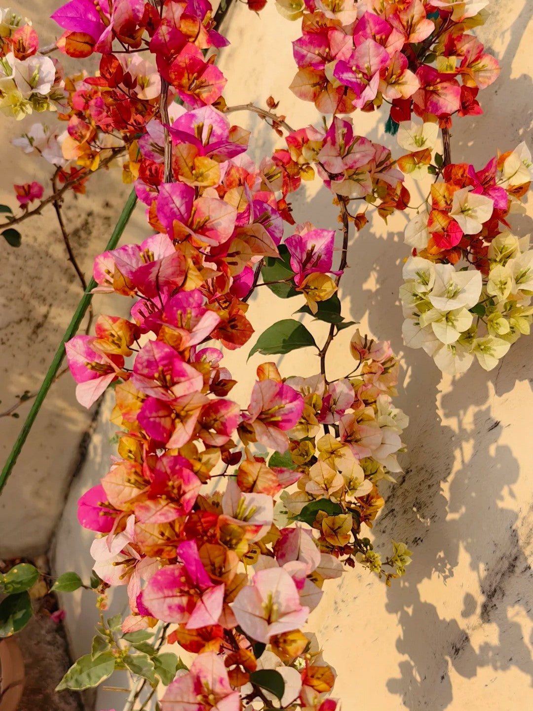 Bougainvillea 'Vodka Ocean'
