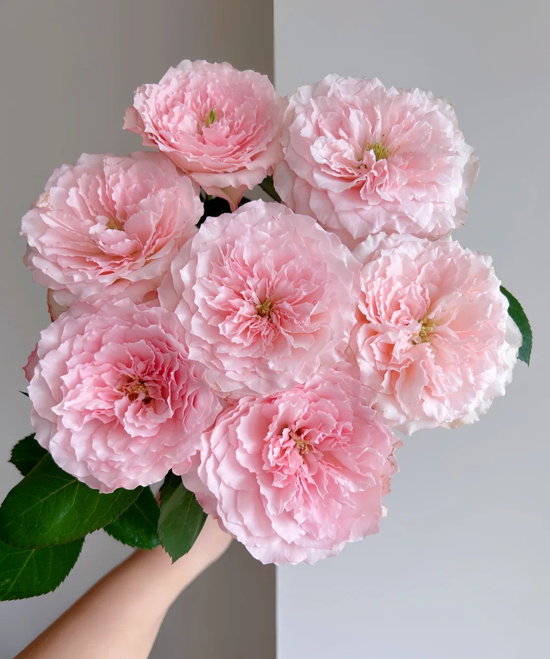 'Mayra’s Rose Pink' Shrub Rose