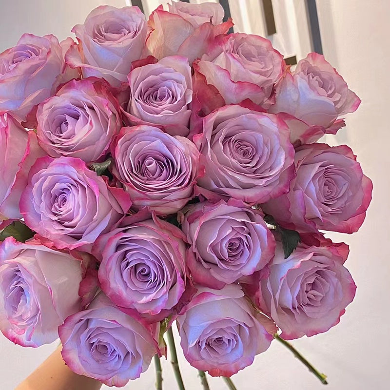 'Glamorous' Shrub Rose