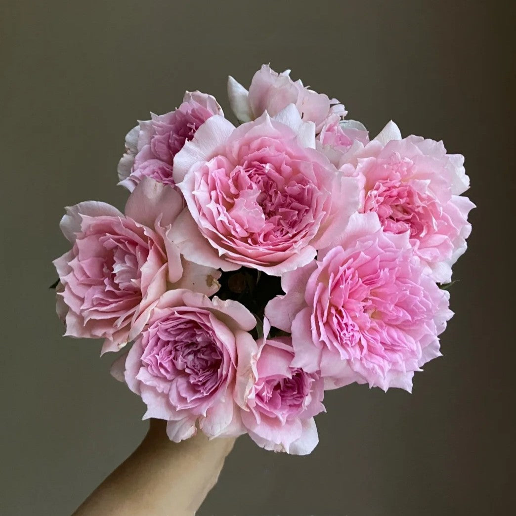'Ajourée' Shrub Rose