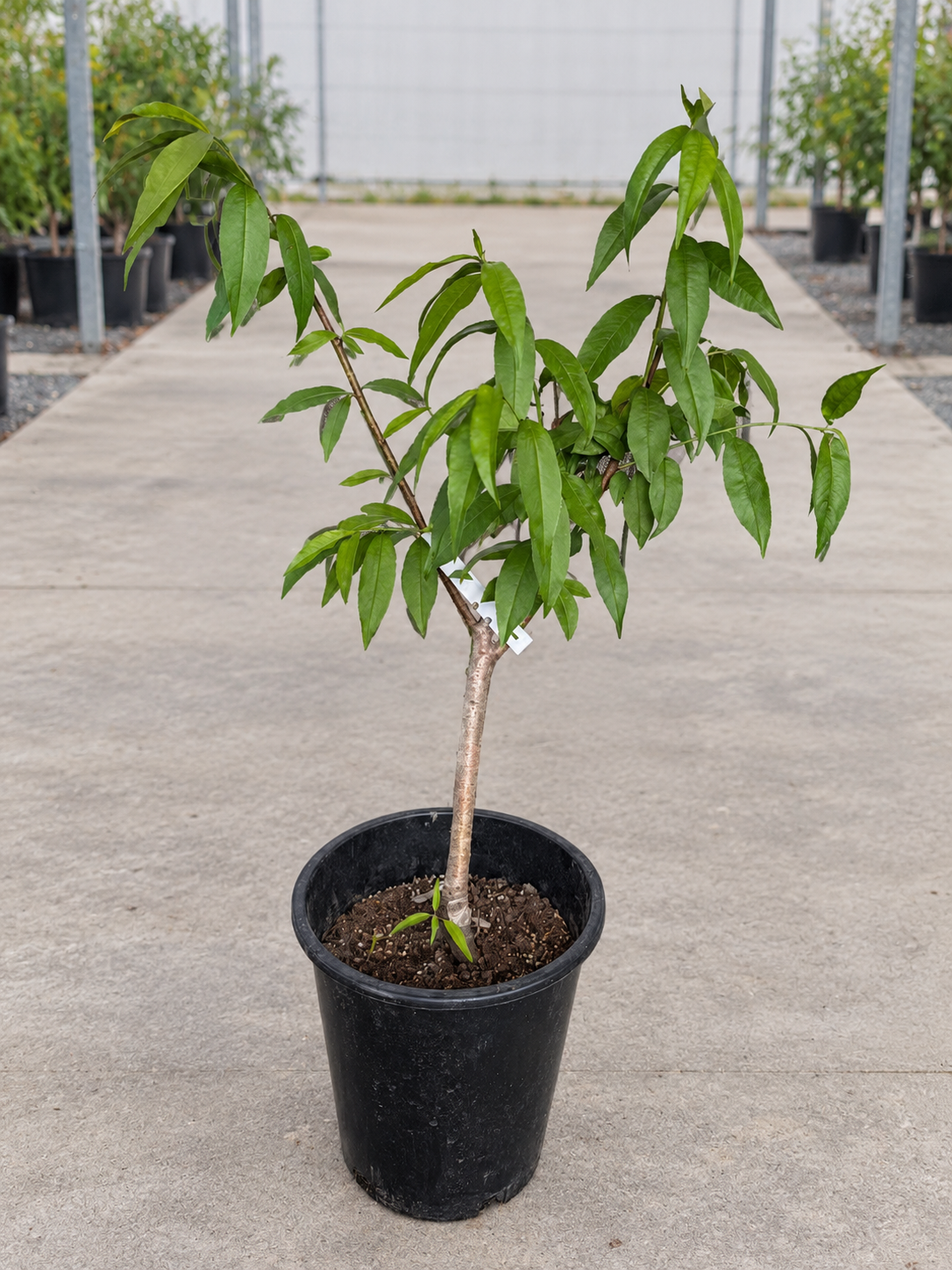 Hakuho Honey Peach Tree