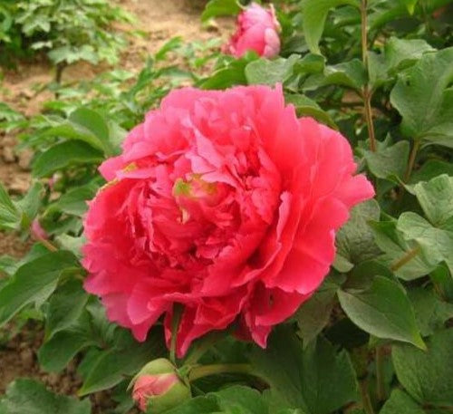 Rainbow Shining Colours 霓虹焕彩 Tree Peony