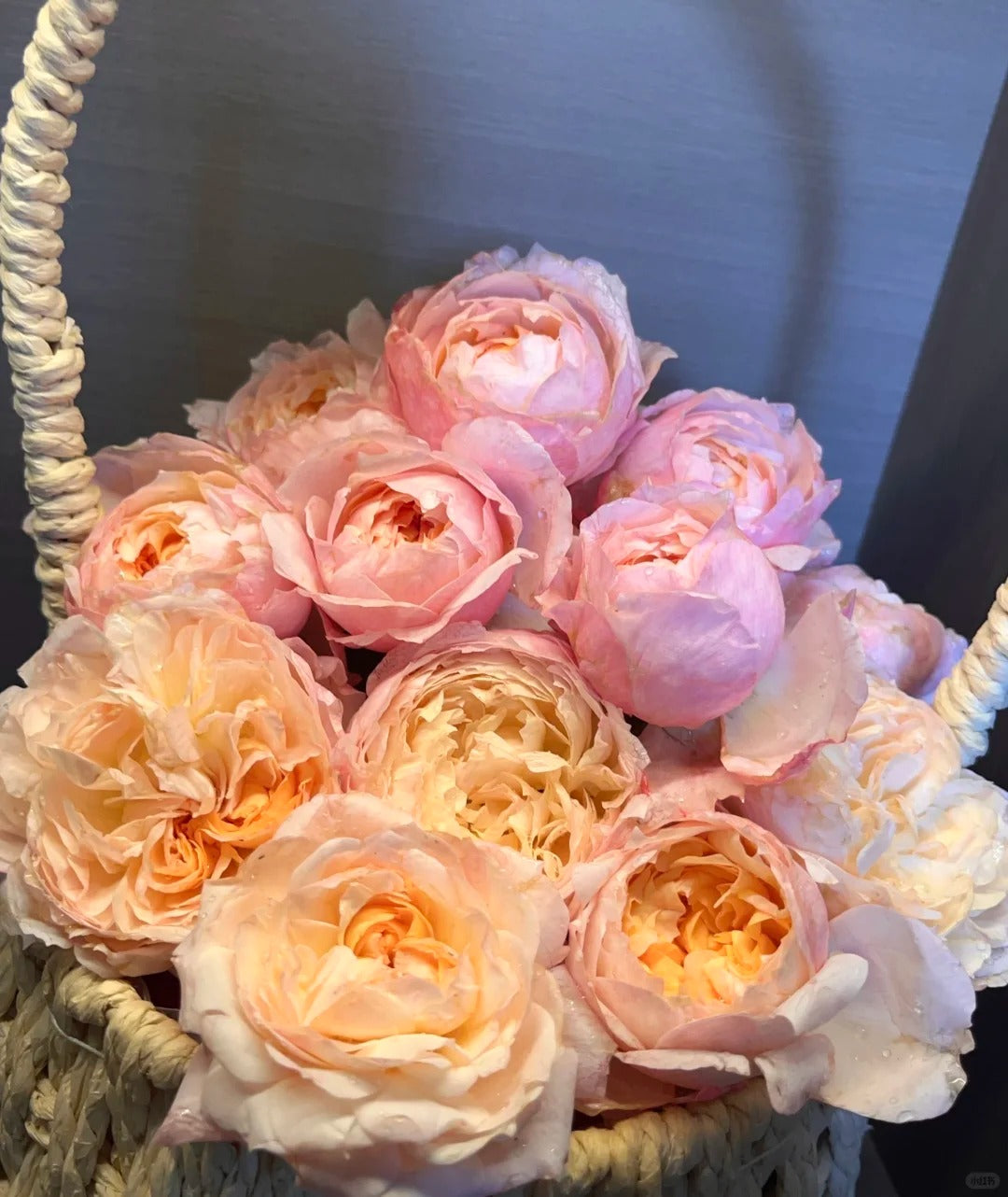 'Yingyingfen' Shrub Rose