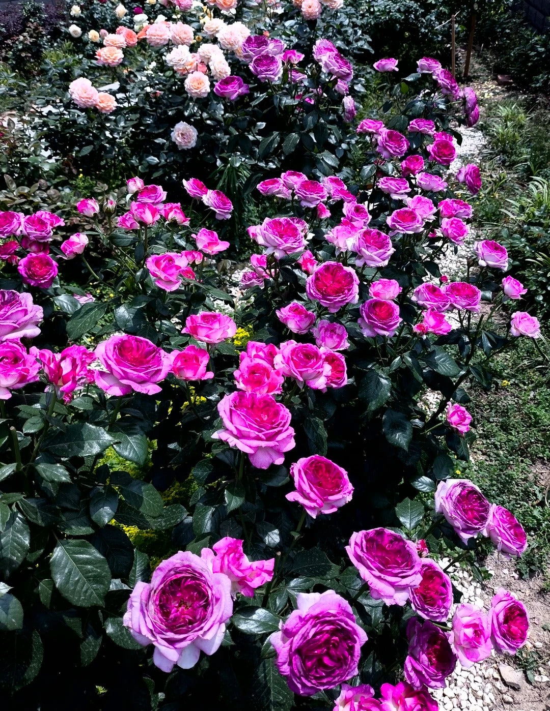 'Thierry Marx' Shrub Rose