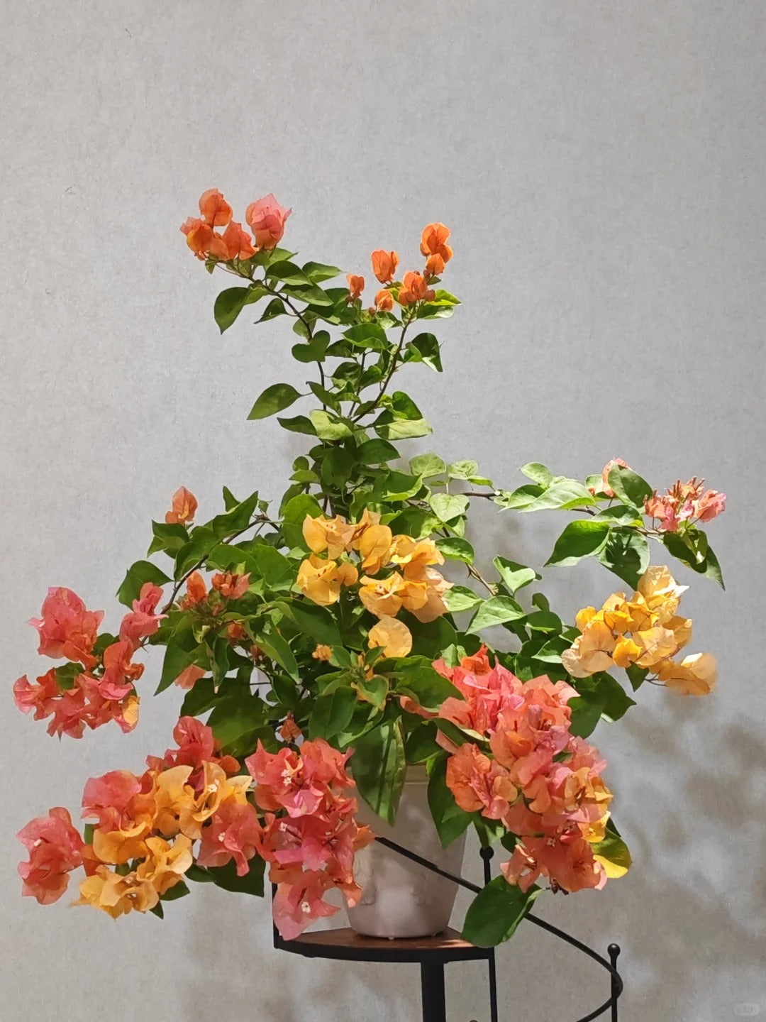 Bougainvillea 'Adarna'