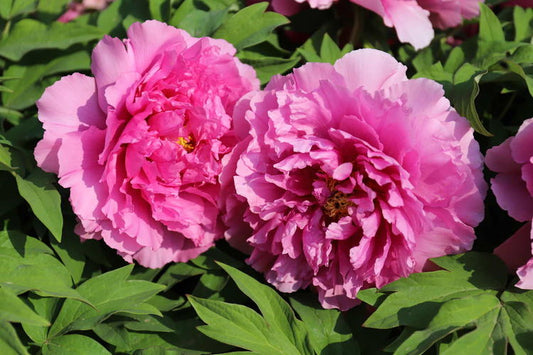 Prosperity and Abundance 富贵满堂 Tree Peony