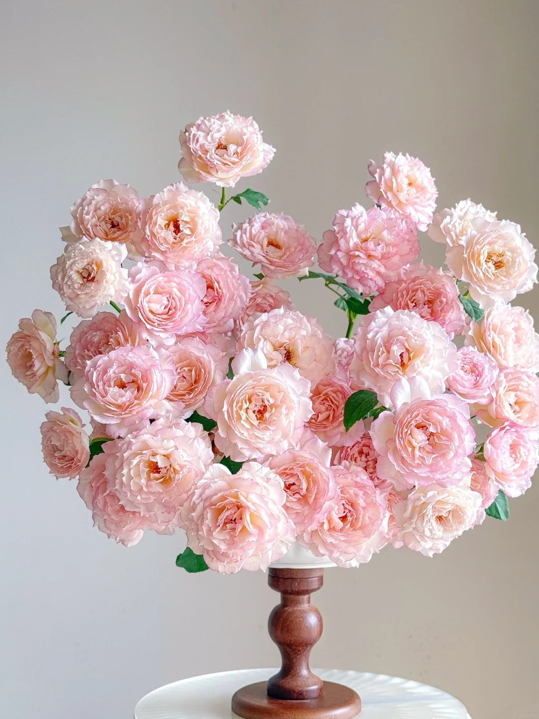 'Jade Bowl Lace' Shrub Rose