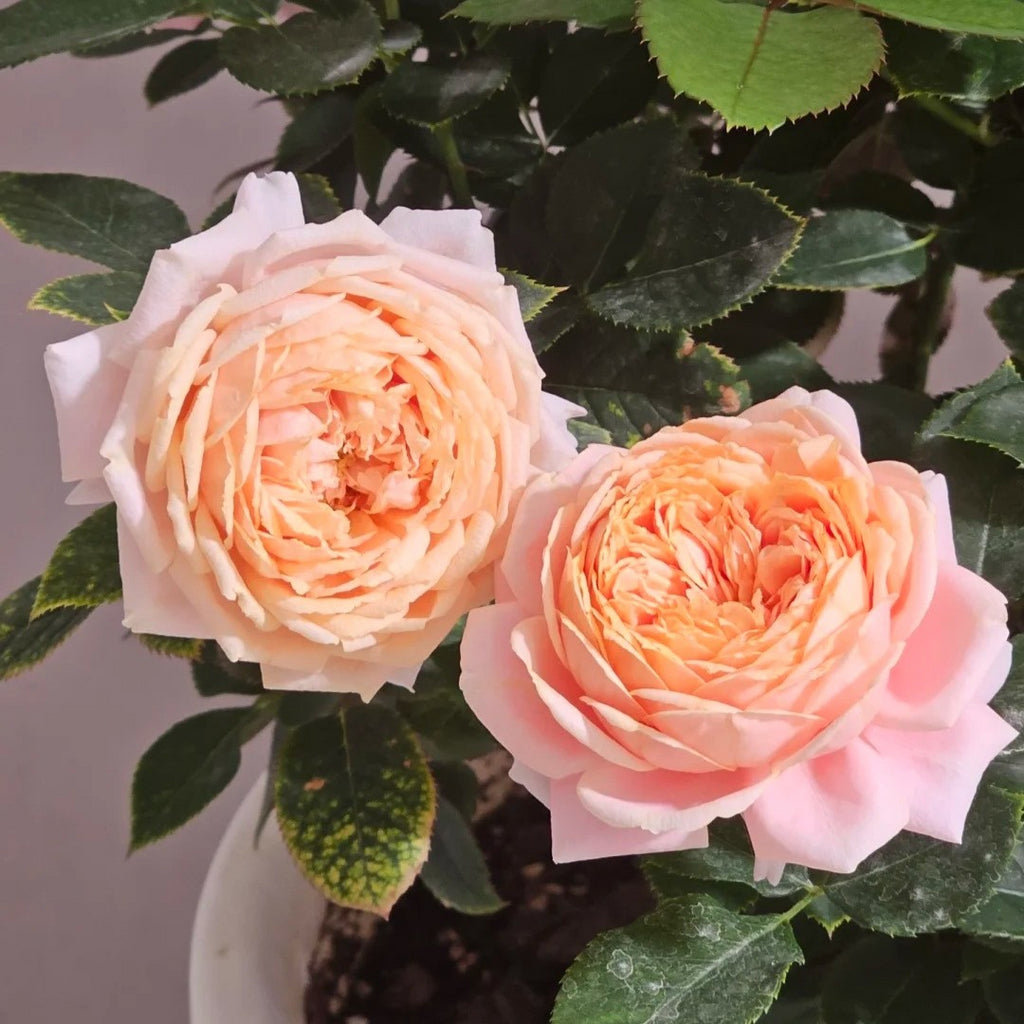 'Xingchen' Shrub Rose