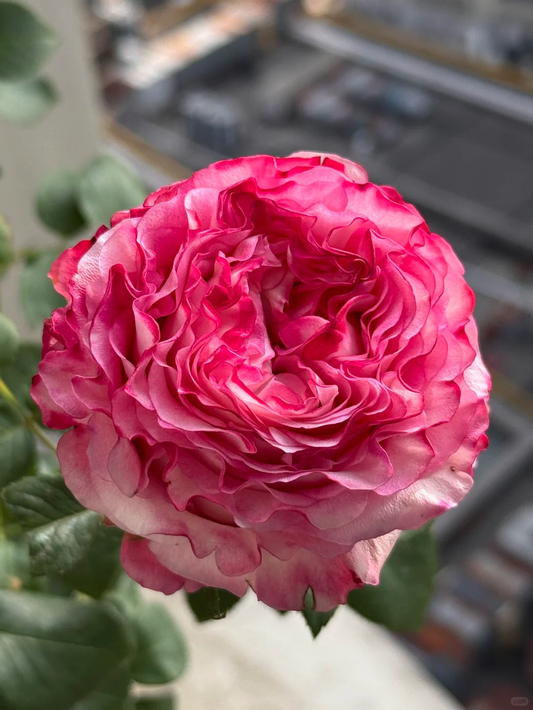 'Carmen' Shrub Rose