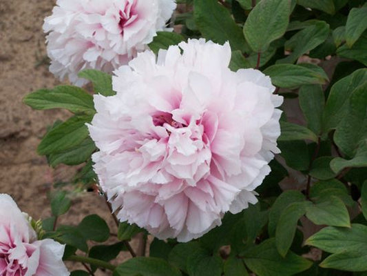 Peach-Flower Snow-shone 雪映桃花 Tree Peony