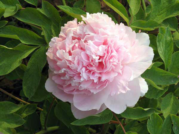 Zhao Pink 赵粉 Tree Peony