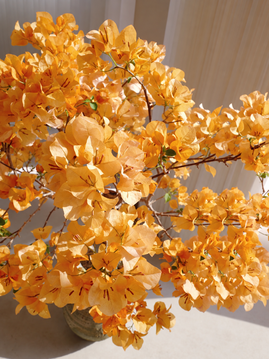 Bougainvillea 'Golden Glow'