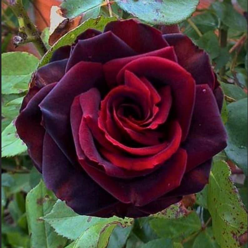Black Magic Shrub Rose Brush Live Plant, 5 gallon