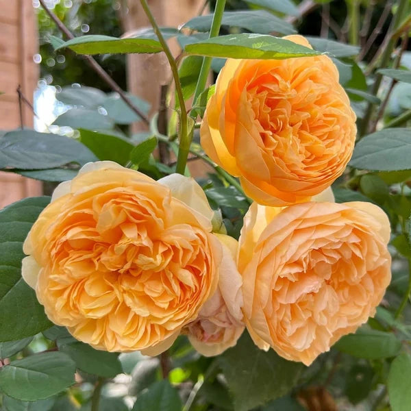 Bring Me Sunshine® (AUSernie) David Austin® Shrub Rose Brush Live Plant, 3-5 gallon