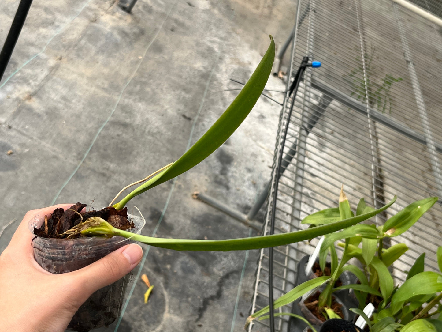 Bulbophyllum mastersianum --Miniature Orchid