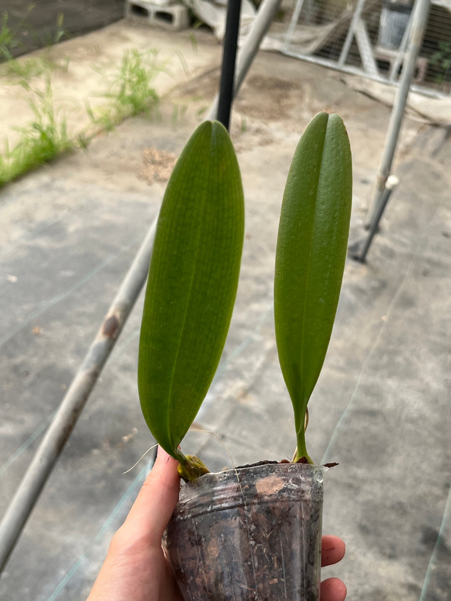 Bulbophyllum mastersianum --Miniature Orchid