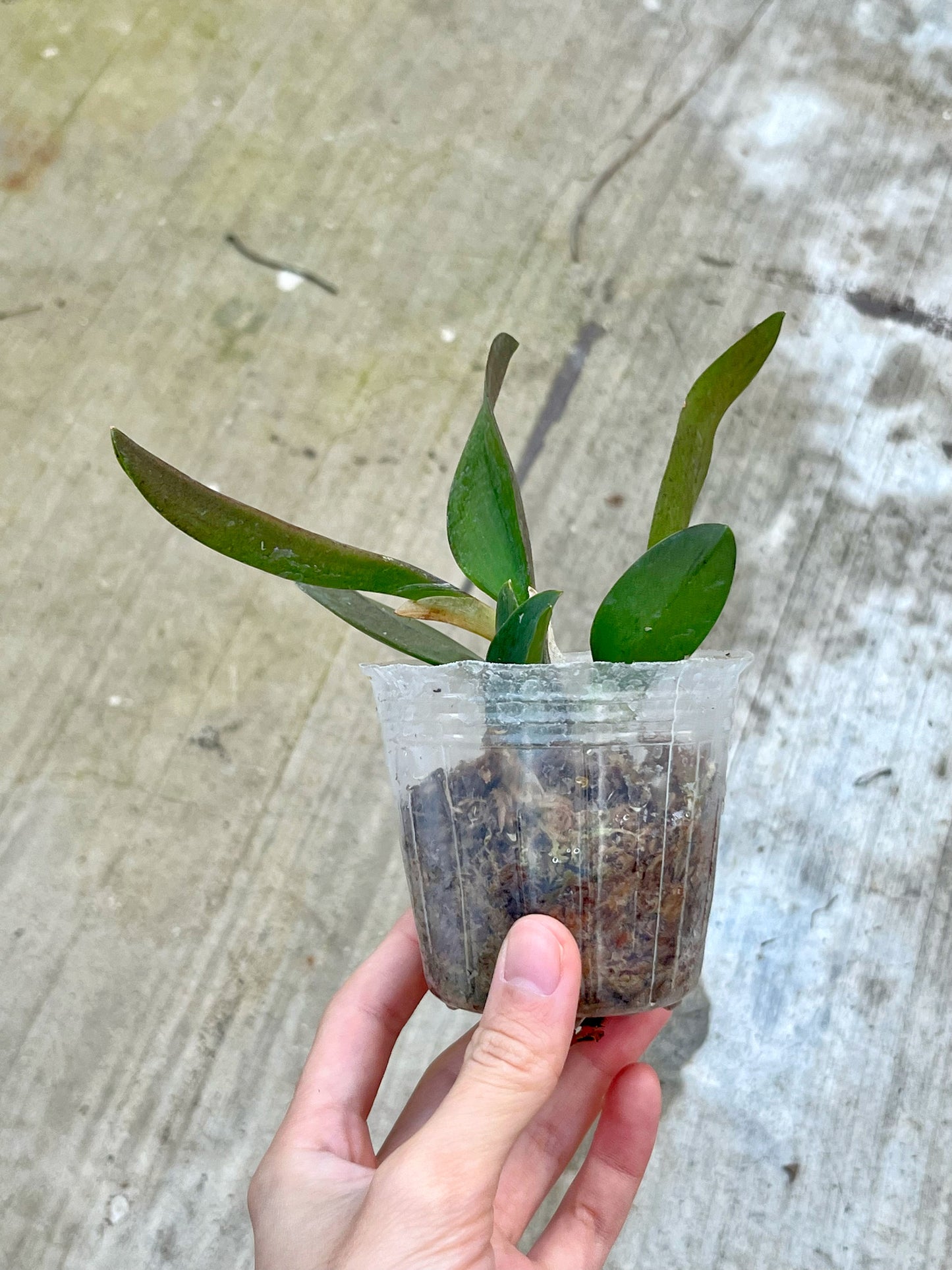 Cattleya alaorii
