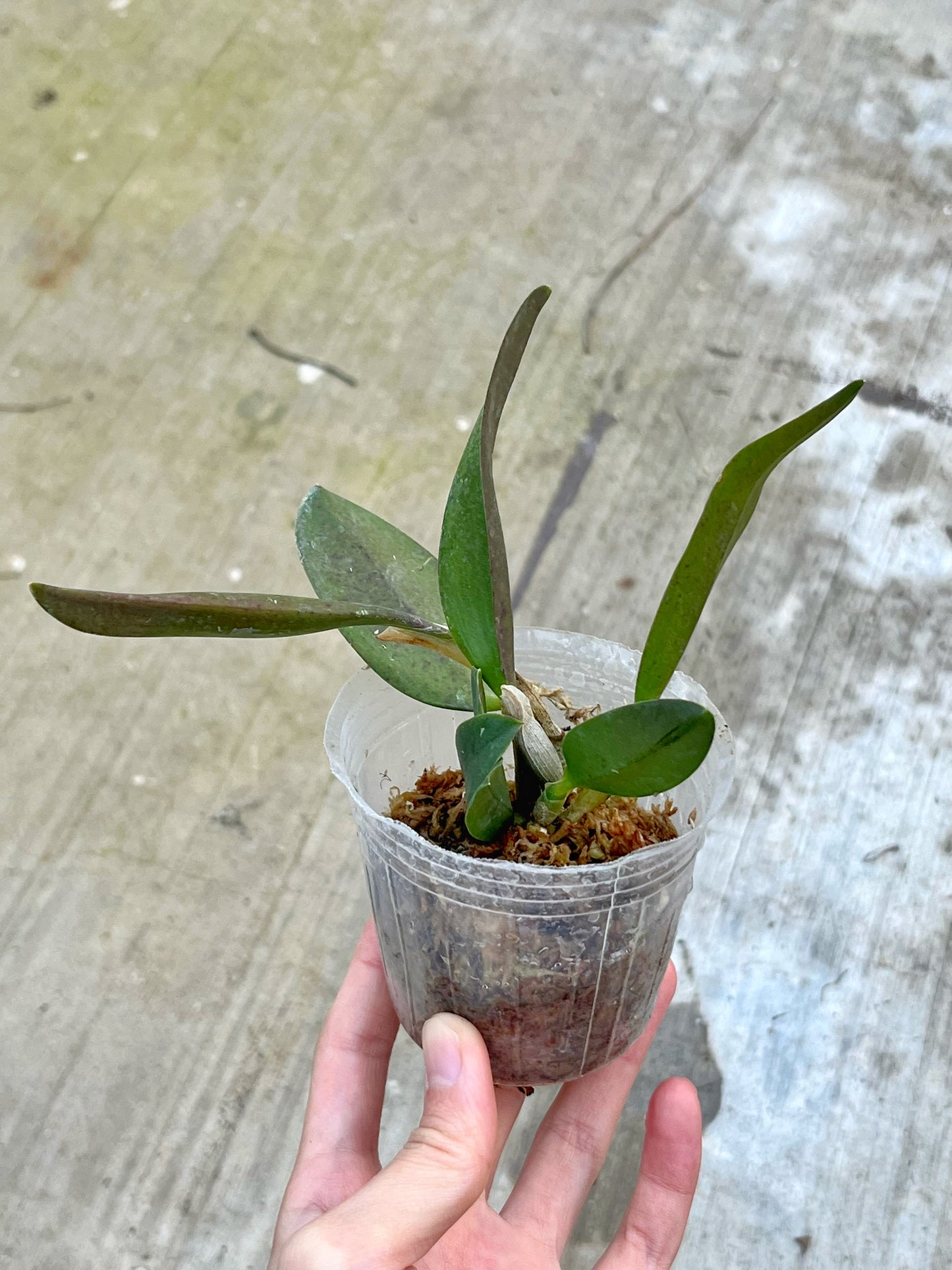 Cattleya alaorii