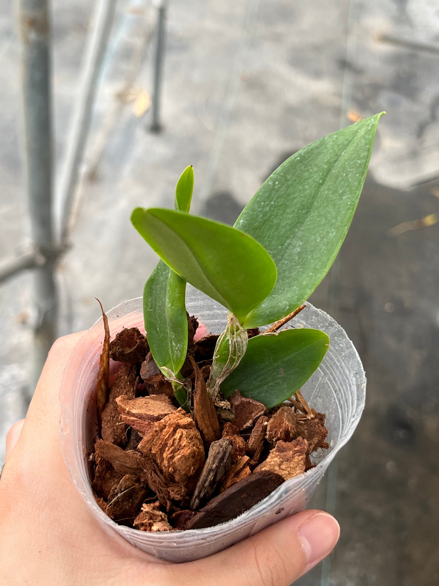 Cattleya violacea f. alba --Fragrant Orchid