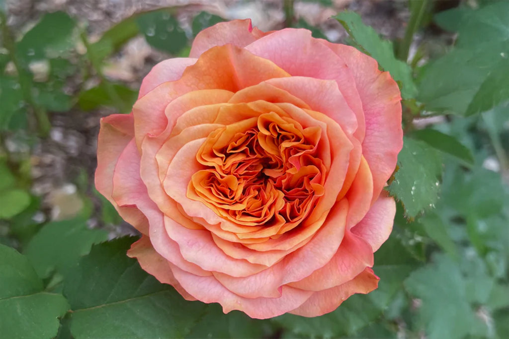 Crazy Love™ Sunbelt® Shrub Rose Brush Live Plant, 5 gallon
