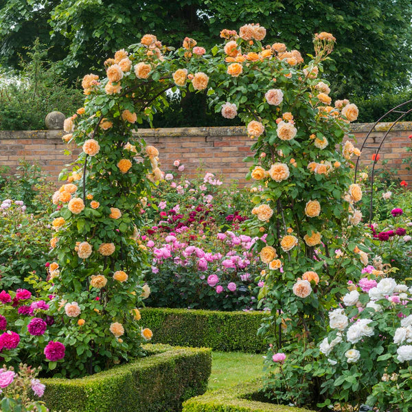 Crown Princess Margareta® (AUSwinter) David Austin® Climbing Rose Brush Live Plant, 5 gallon