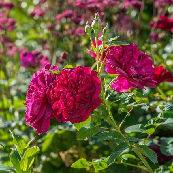 Darcey Bussell® (AUSdecorum) David Austin® Shrub Rose Brush Live Plant, 3-5 gallon