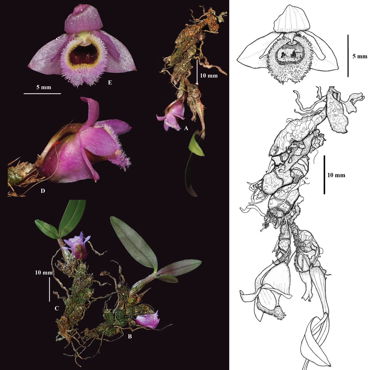 Dendrobium Fuscifaucium --Orchid