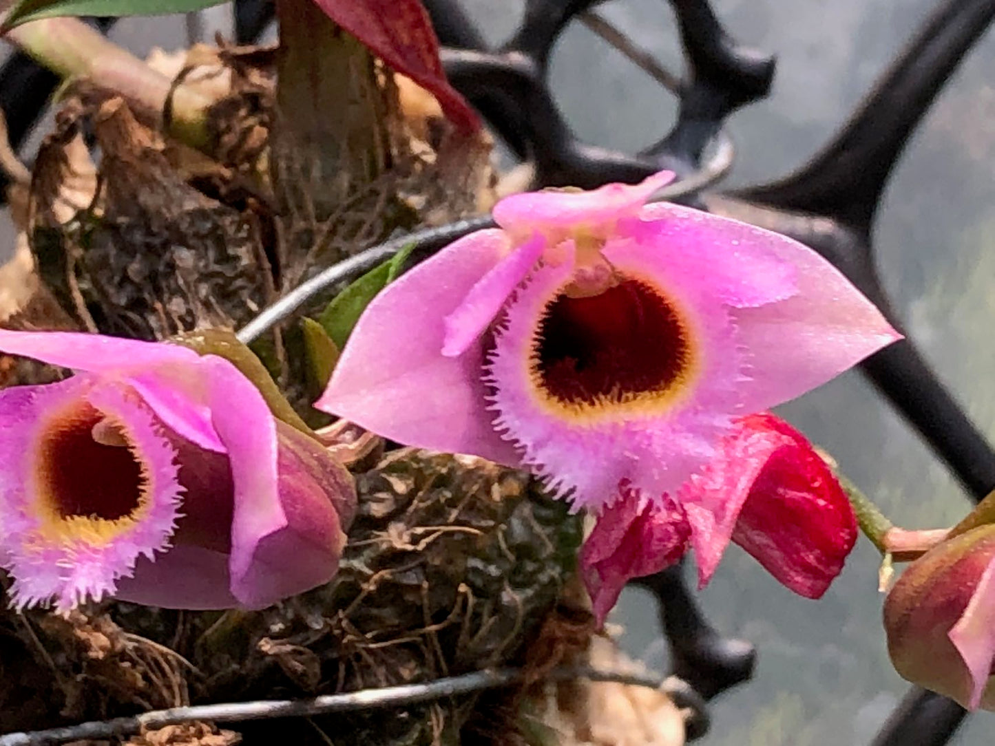 Dendrobium Fuscifaucium --Orchid