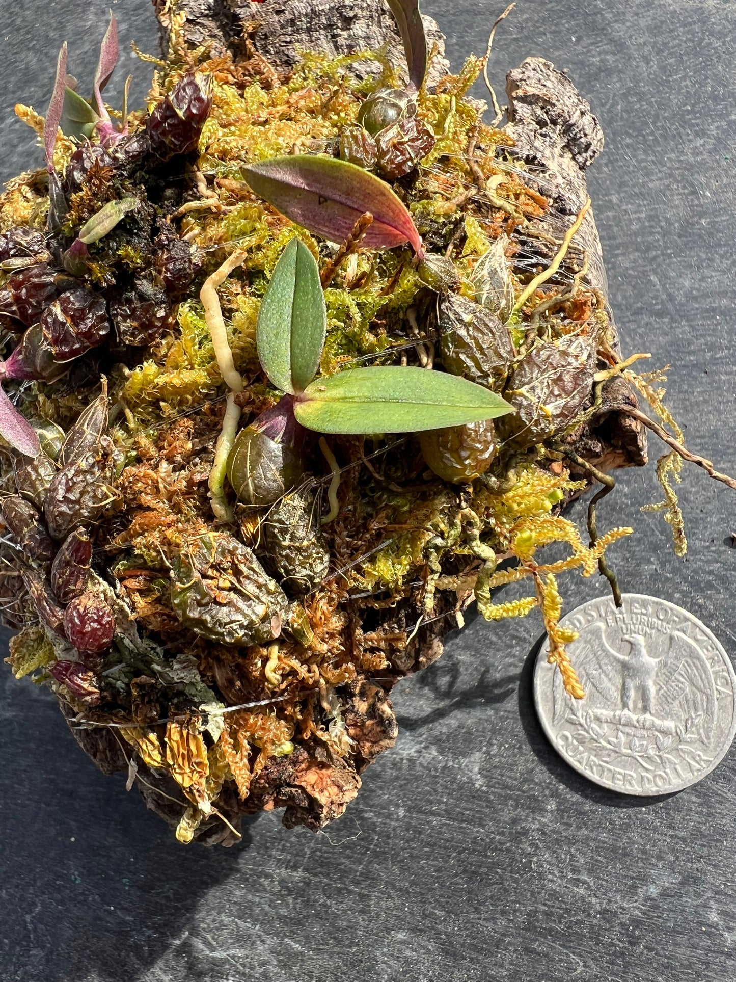Dendrobium Fuscifaucium --Orchid