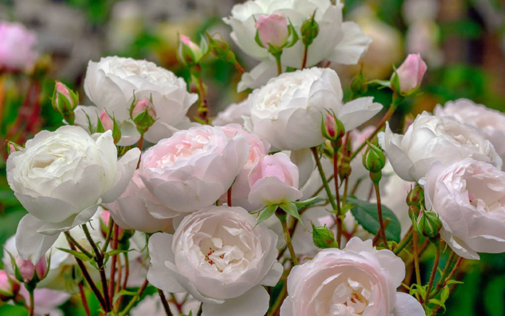 Desdemona® (Auskindling) David Austin® Shrub Rose Brush Live Plant, 5 gallon