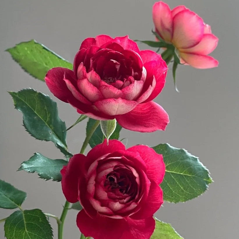 'Dominique Massad' Shrub Rose