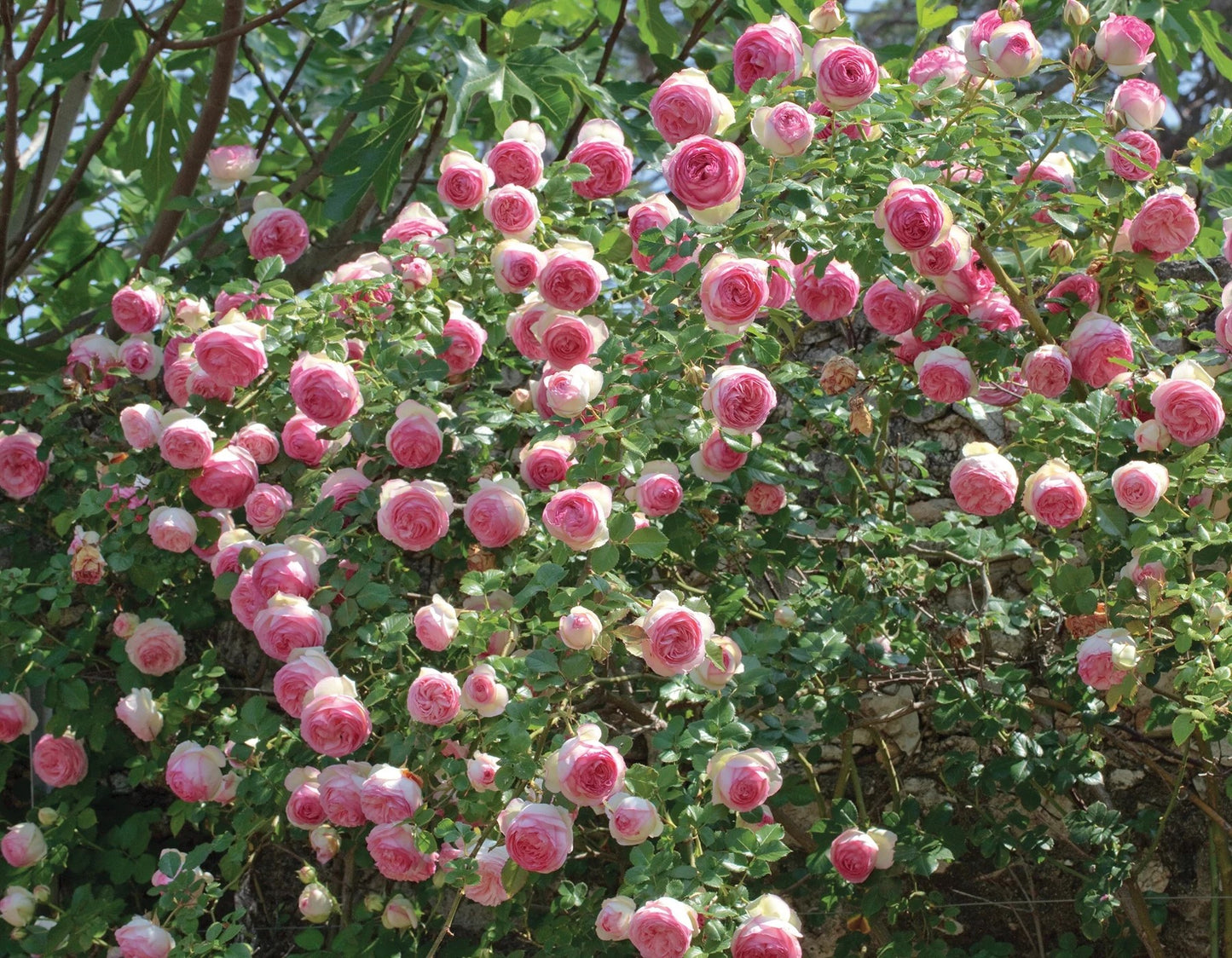 Eden Climber® Climbing Rose Brush Live Plant, 5 gallon