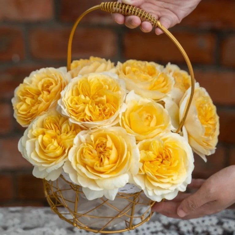 'Ehuang' Shrub Rose