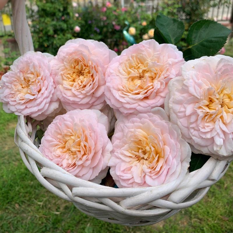 Emily Brontë® (AUSearnshaw) David Austin® Shrub Rose Brush Live Plant, 5 gallon