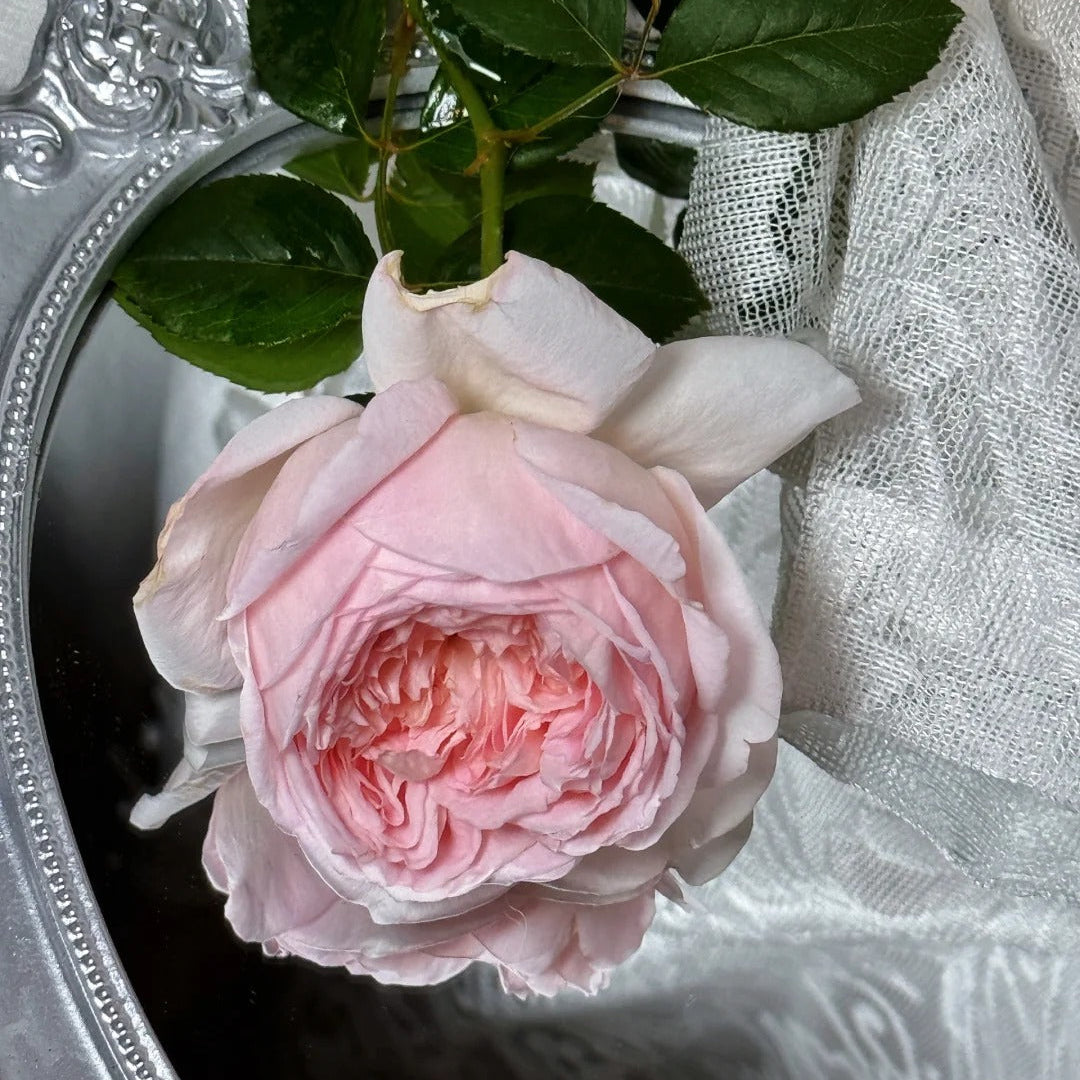 'Fendai' Shrub Rose