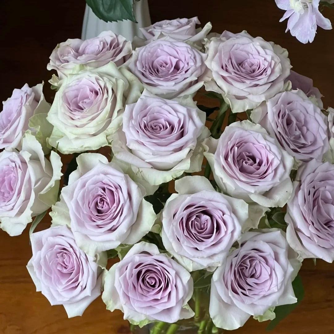 'Fifth Avenue' Shrub Rose