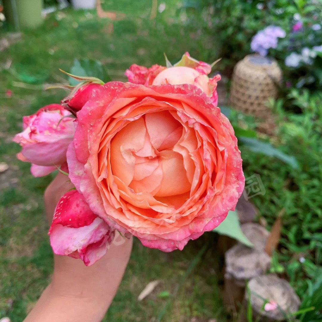 'Fire X-pression' Tree Rose 22 in