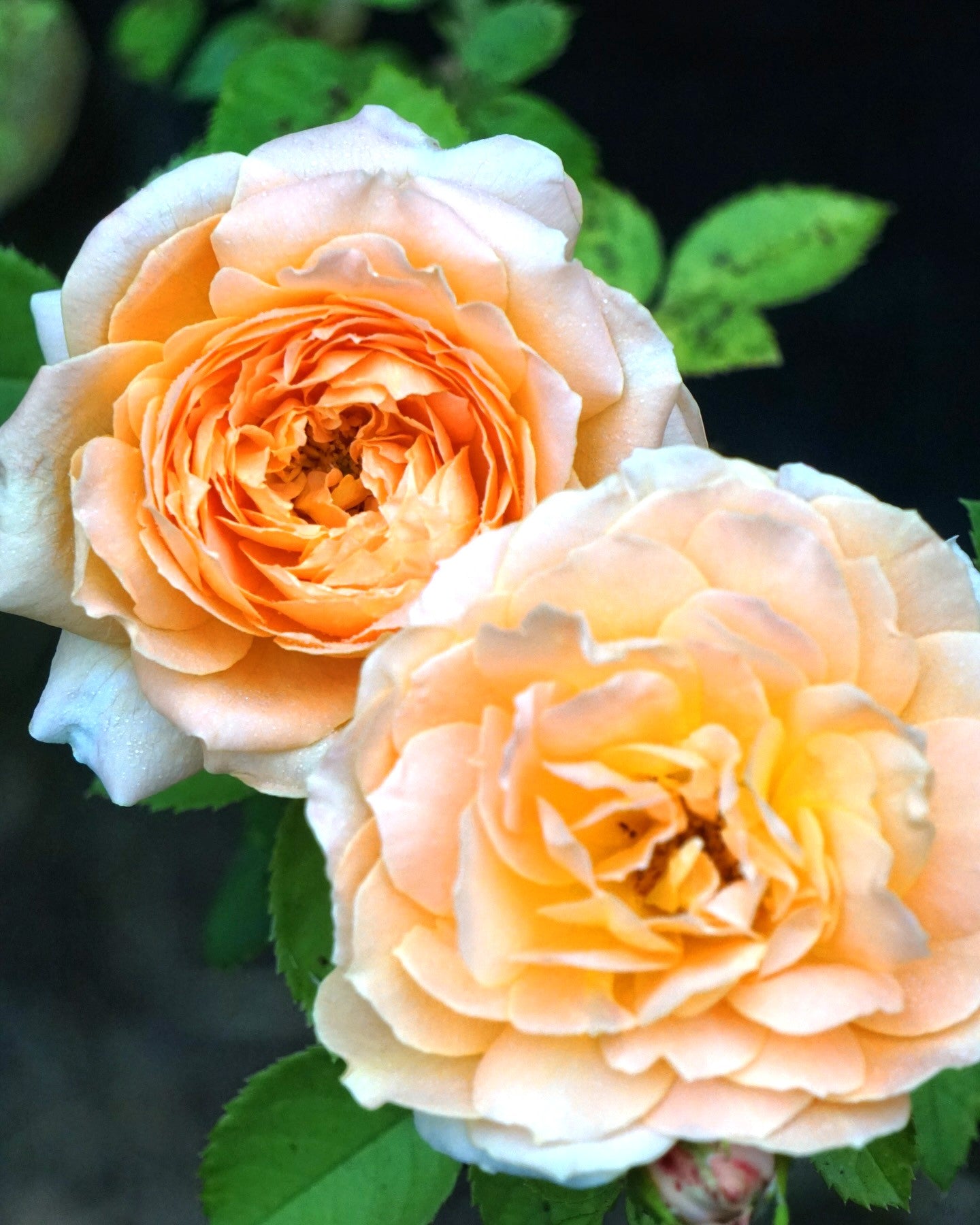 Forever Amber® Shrub Rose Brush Live Plant, 5 gallon