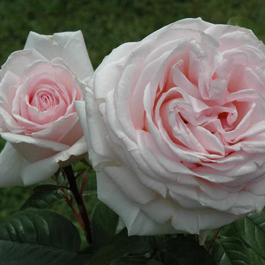 Francis Meilland® Shrub Rose Brush Live Plant, 5 gallon
