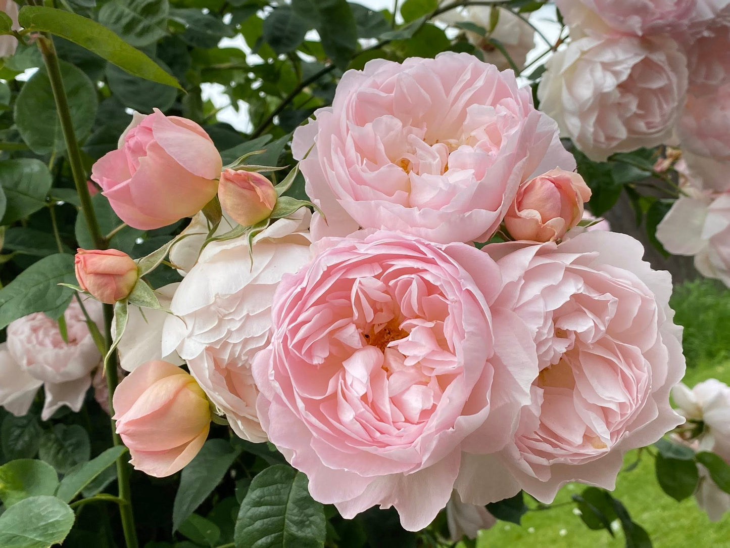 Gentle Hermione® (Ausrumba) David Austin® Shrub Rose Brush Live Plant, 5 gallon