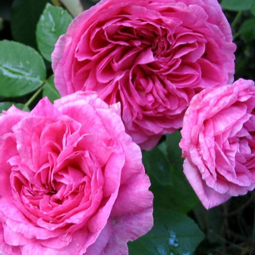 Gertrude Jekyll® (AUSbord) David Austin® Shrub Rose Brush Live Plant, 5 gallon