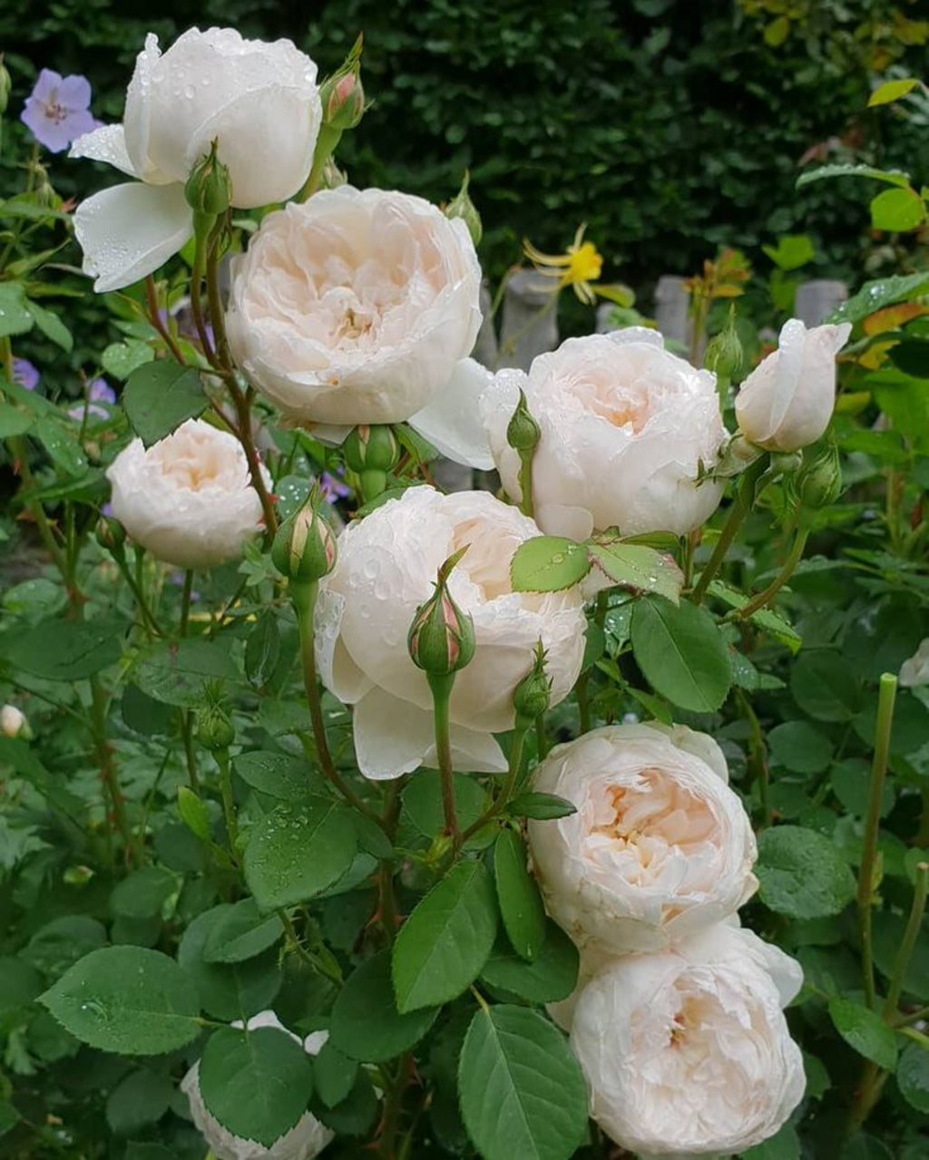 Glamis Castle (AUSlevel) David Austin® Shrub Rose Brush Live Plant, 5 gallon