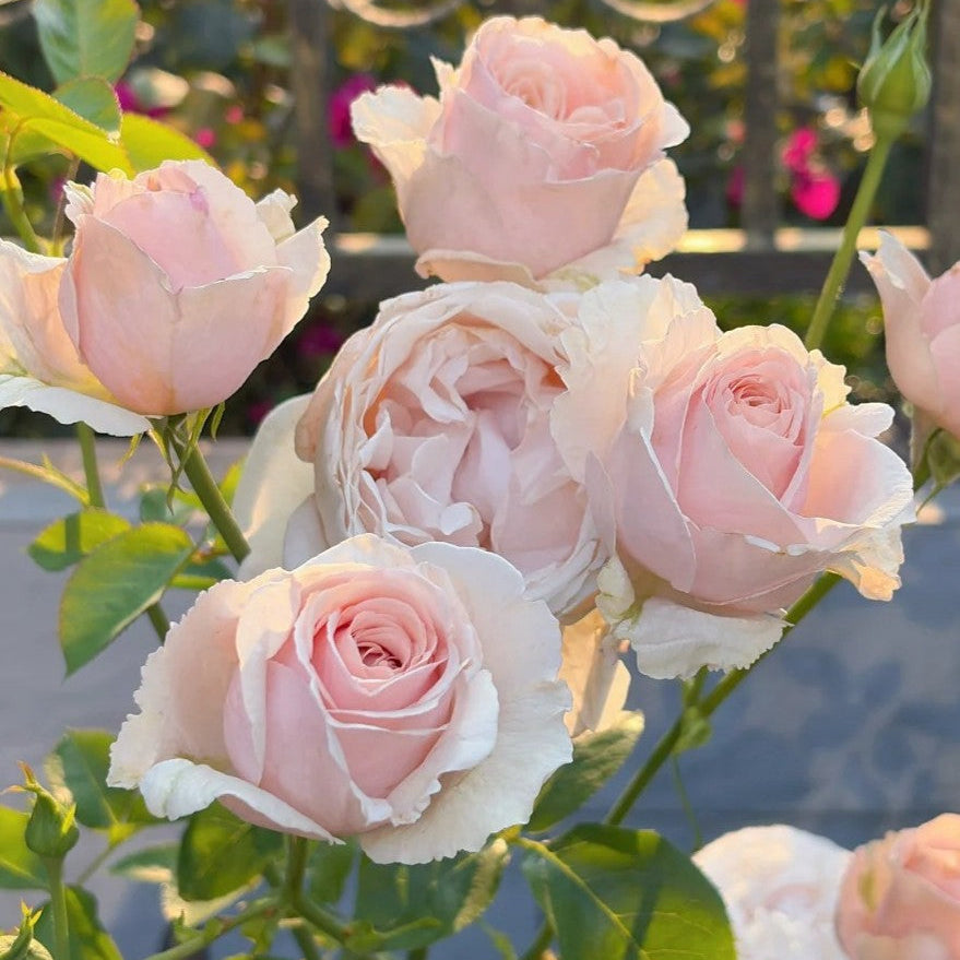 'Huanpei' Shrub Rose