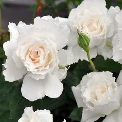 'Le Blanc' Shrub Rose