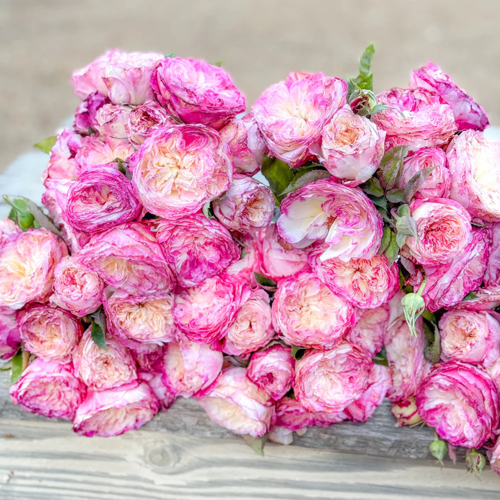 Living the Dream™ Shrub Rose Brush Live Plant, 5 gallon