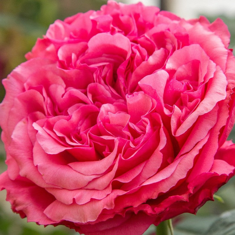Loves Me, Loves Me Not™ Shrub Rose Brush Live Plant, 5 gallon