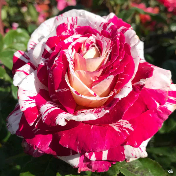 Neil Diamond Shrub Rose Brush Live Plant, 5 gallon