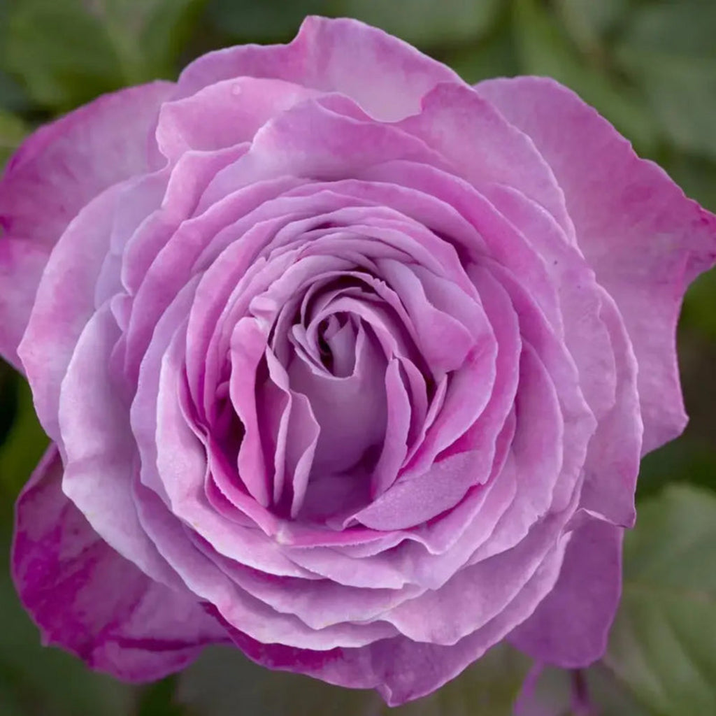 Nicole Carol Miller Shrub Rose Brush Live Plant, 5 gallon