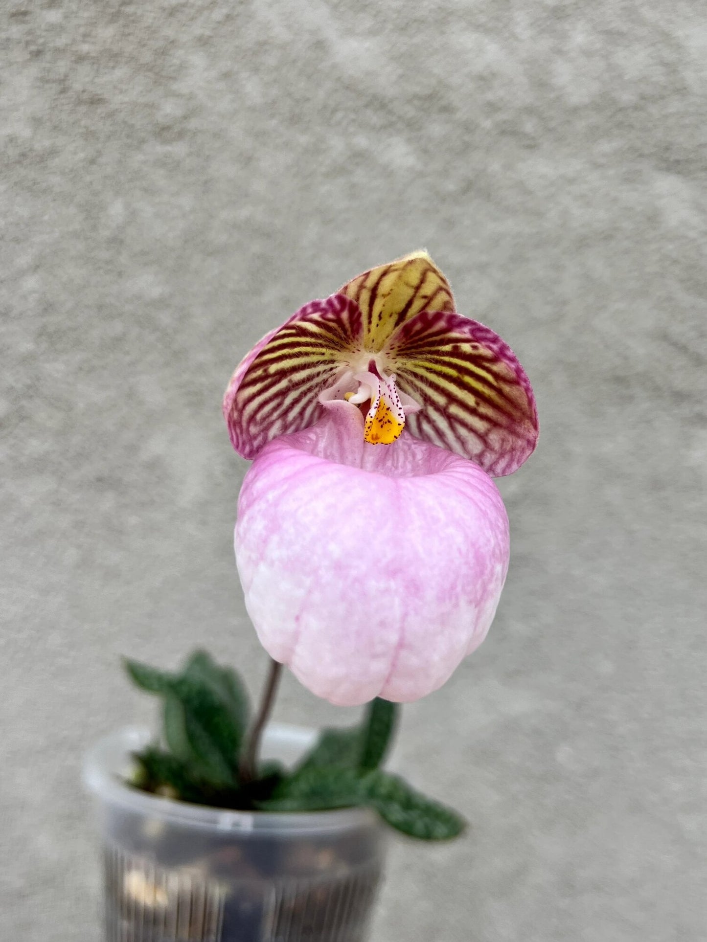 Paphiopedilum micranthum
