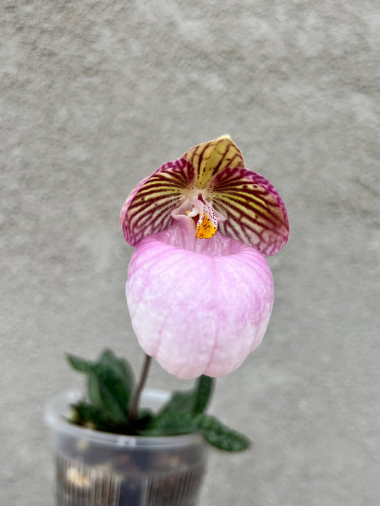 Paphiopedilum micranthum